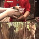 동물농장 이미지