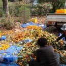 용촌농장 이미지