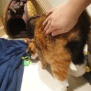 고양이 미용&호텔 뽀냥 이미지