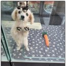 이쁘개 건강하개 이미지