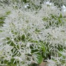 이팝나무길 이미지