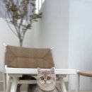 Golden Birthday 이미지