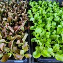 그린종묘농약사 이미지