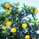 오성농장 이미지