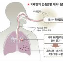 황사 등 생활 속 '미세먼지' 피해 줄이려면 이미지