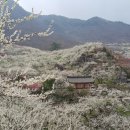 봄꽃 여행~~광양매화 축제 이미지