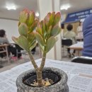 강화식물병원 | 소상공인 역량강화 교육 후기｜다육이 키우기부터 보험·재테크 현실 정리까지