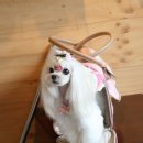 24시 숨 동물병원 이미지