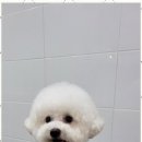 멍멍살롱 이미지