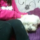 맘편하개 이미지