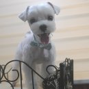 몽이애견 이미지