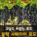 브라이튼미