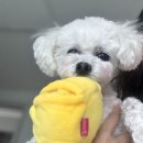 뽀도독(for the dog) 이미지