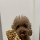 토리네 수제간식 이미지