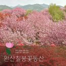 완산-119 | 전주 완산칠봉 겹벚꽃 만개! 주차꿀팁·대중교통·사진스팟 총정리🌸