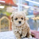 펫하임 강아지 고양이 이미지