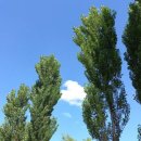 미루나무 이미지