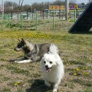 진이애견 이미지