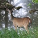 세마 사슴 이미지