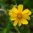 비실연꽃마을 이미지