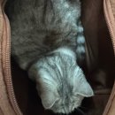 아프리카안경 신세계센텀점 | 부산 나메코 팝업 ; 방문 솔직 후기, 정보, 굿즈 후기 및 아쉬운 점 🍄‍🟫😉