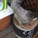 꽃보다닭 이미지