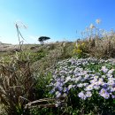 신양섭지코지해변 이미지