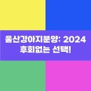 시바견 전문 가도켄넬 | 울산강아지분양: 2024 후회없는 선택!