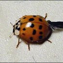 슈가(SUGAR) 이미지