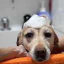 더독그루머스 이미지