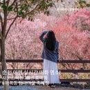 매곡동 행정복지센터 | 순천 여행 실시간 매화 명소! 사운즈옥천 700년 홍매화 &amp; 매곡동 탐매마을 축제장