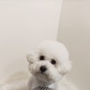 털찐댕댕이 이미지