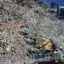 세광교회 개방화장실 | 울산 벚꽃 명소 실시간 궁거랑 벚꽃 개화 상황 2026 축제 주차 화장실 안내