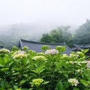 바다와 산사이 | 7월 여행지 추천 천년고찰 수국에 물든 경남 남해 용문사 수국 축제