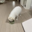 데이멍스 이미지