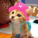 불량고양이