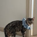 고양이 무마취 미용전문 | 부산 서면 고양이 목욕 무마취 미용 애옹이발소 만족 후기