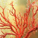 산호유통 이미지