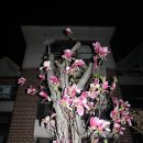 우리동네꽃동네 - 남동구 백범로247번길 88 | 우리동네꽃동네