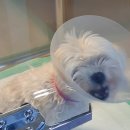 신비한 동물병원 인센텀 이미지