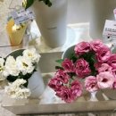 스노우폭스제주 이미지