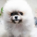 고려애견샵 이미지