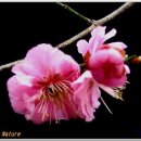 호산나2 이미지