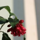 예진꽃농원 이미지