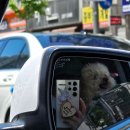 개스트 그루밍 이미지