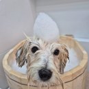 나봄스파 이미지