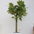 까치산탑본의원 이미지