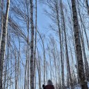 원대리 자작나무숲 이미지