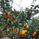 박영숙농장 이미지