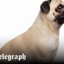 Beauty in Dog's 이미지